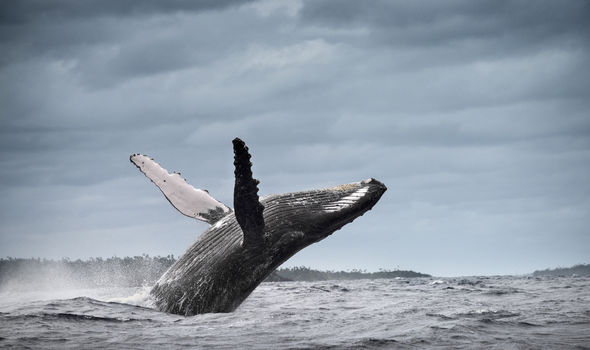 Whale song study: Humpback’s ‘acoustic sophistication beyond the ability of humans’