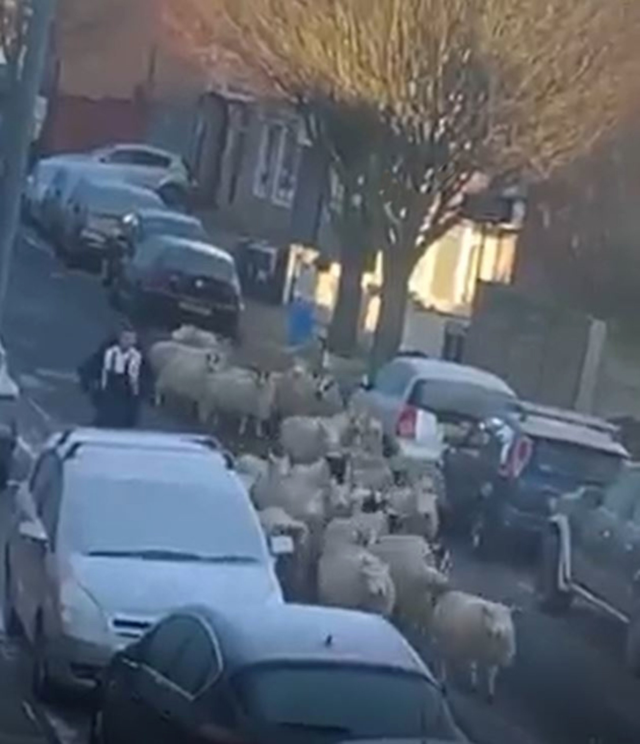 Sheep run for their lives down residential street after ‘escaping abattoir’