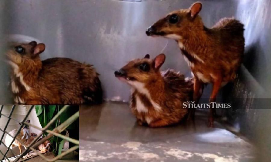 Langkawi woman held for keeping nine Java mouse-deer without permit