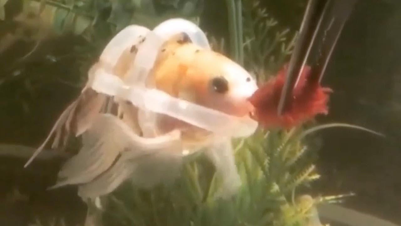 Disabled Fish Has Special Lifejacket To Help Him Swim