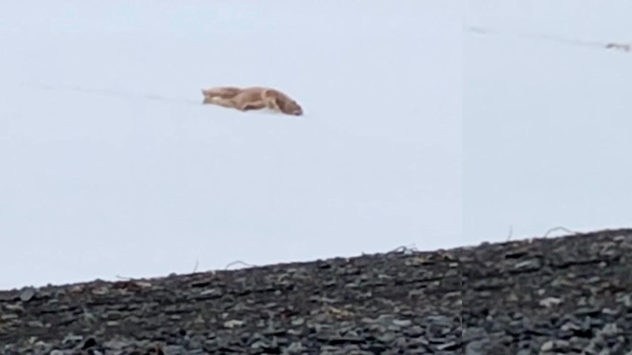 Polar Bear Rolls Down Snowy Hill