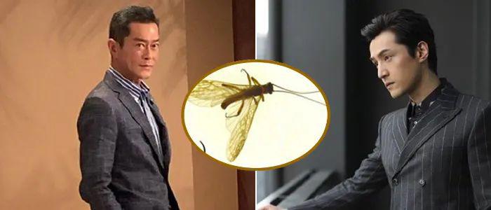 虫子以胡歌、古天乐命名？专家：发现者有命名权
