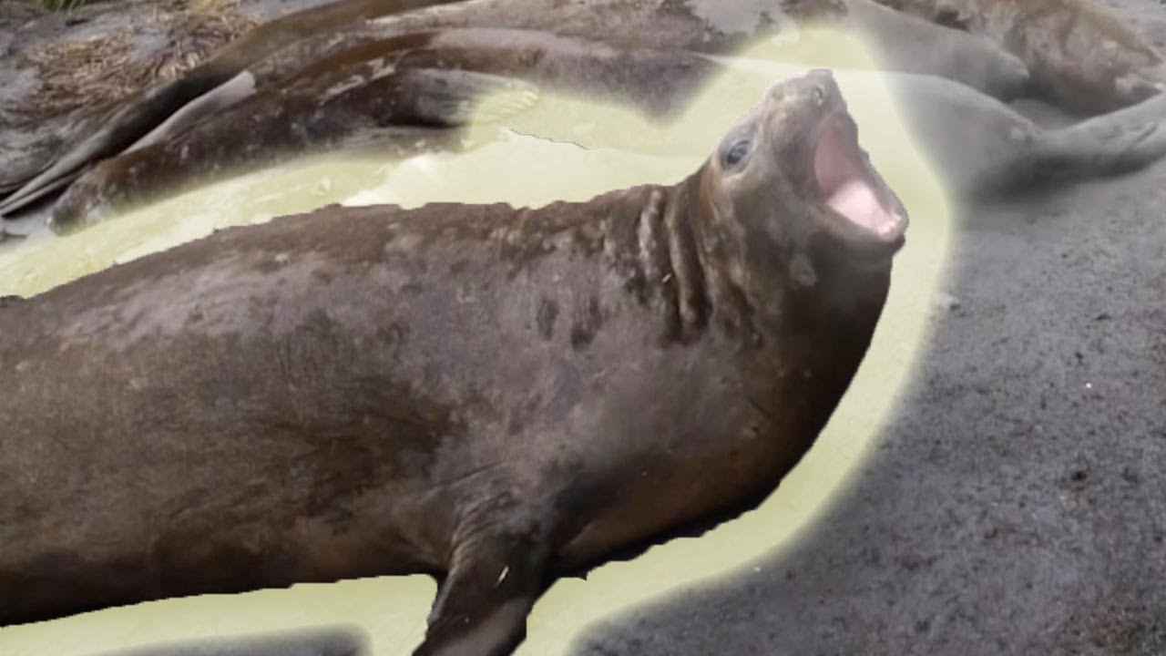 Elephant Seals' Burp Sounds Like Foghorn