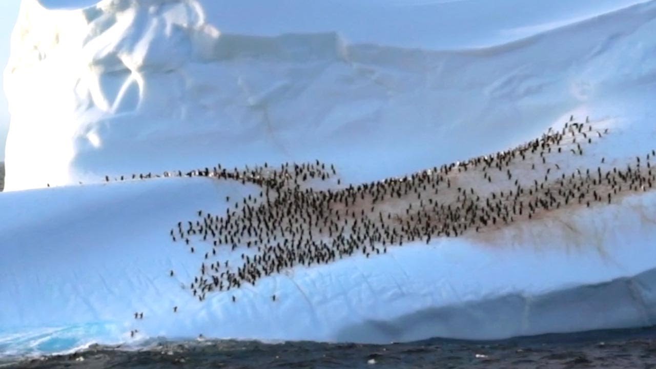 Hundreds Of Penguins Relax On Iceberg