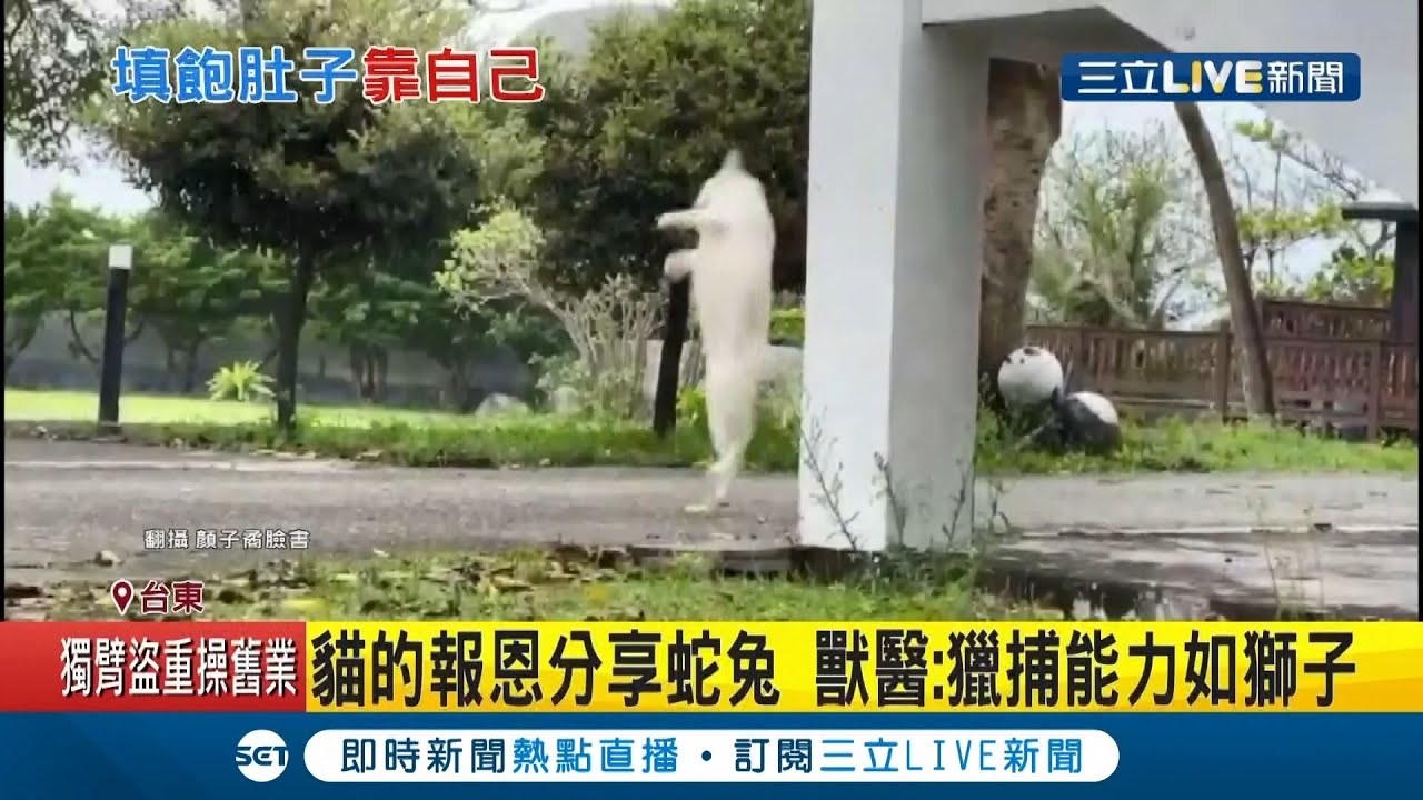 饿了一个寒假...拼了！兰屿椰油国小校猫圆圆秀"冲天抓燕"神技 网友笑歪:是想偷学飞鱼？│记者 王浩原 许慧美│【萌宠54来当家】20210219│三立新闻台