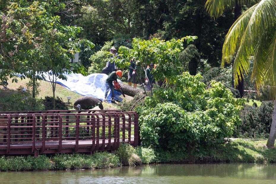 38-year-old woman dies after being trapped under fallen tree at Marsiling Park