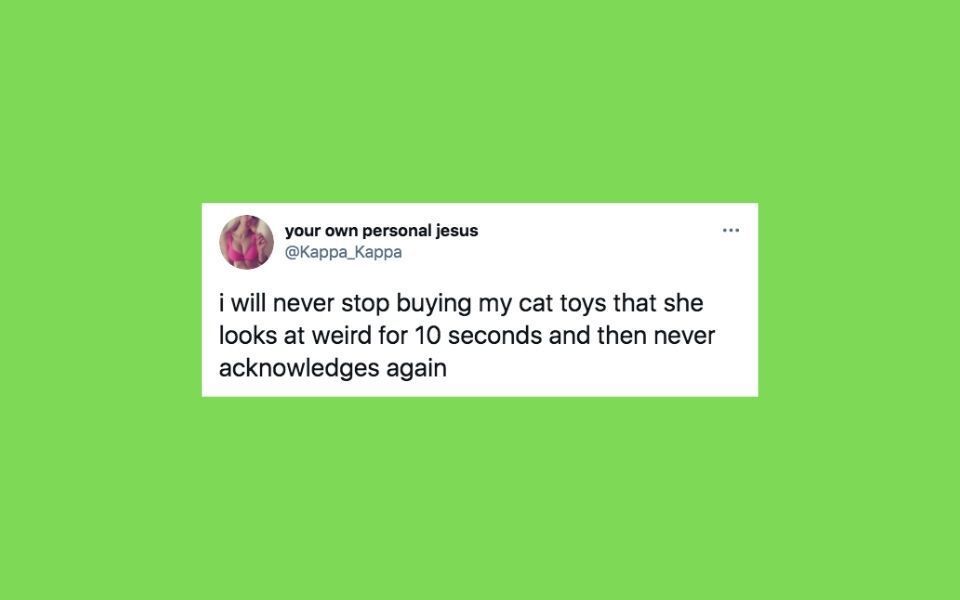 32 The funniest tweets about cats and dogs this week (feb. 13-19)