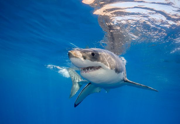Brit woman battled 20ft waves and sharks to be youngest to solo cross the Atlantic