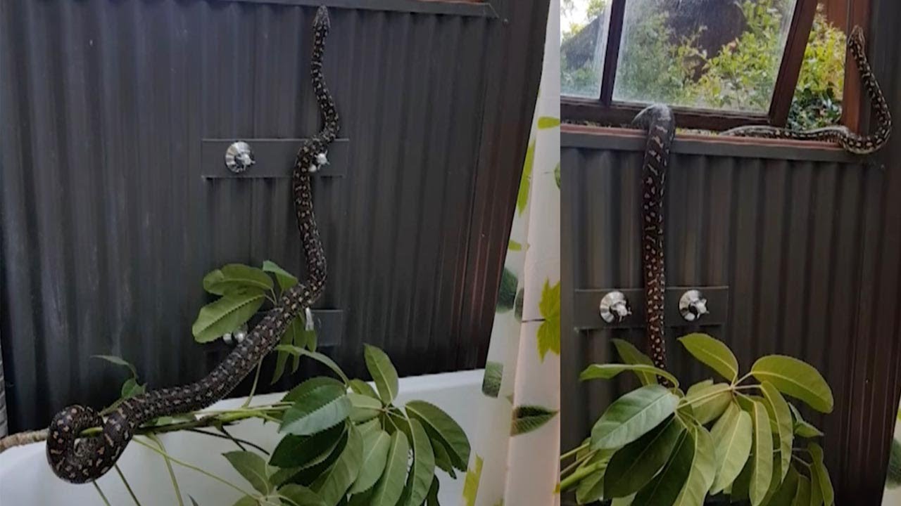 Snake Breaks Plant After Breaking Into Bathroom