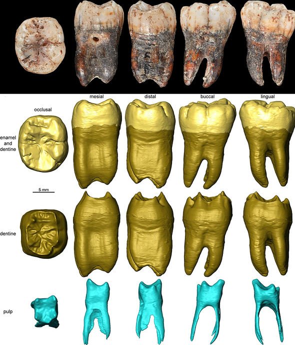Archaeology news: Landmark study finds Neanderthals also used Homo sapiens technology
