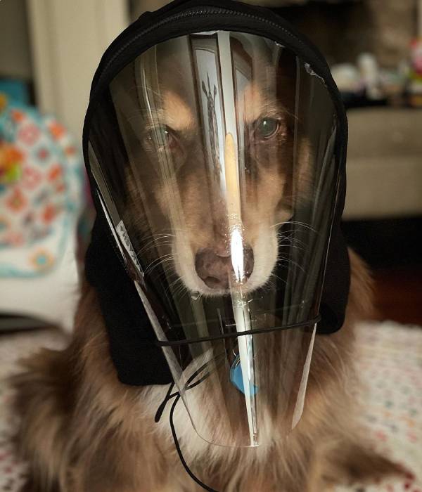 Amanda Seyfried's latest photo of dog sparks major fan divide