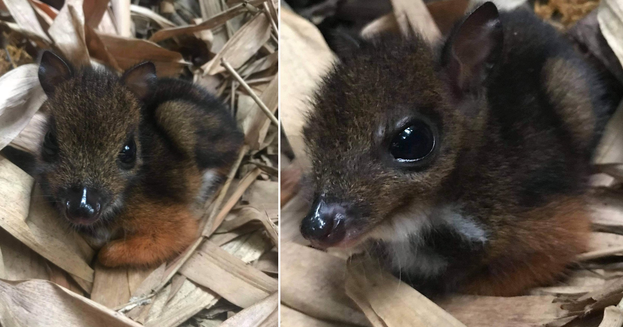 Tiny ‘mouse deer’ the size of a rat born at UK zoo