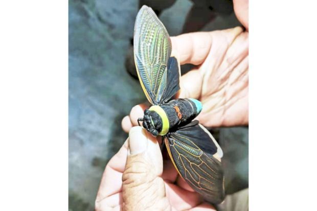 Emperor cicada pays family a visit during CNY