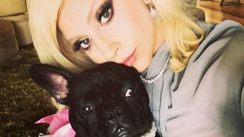 Lady Gaga's dog-walker shot and bulldogs stolen
