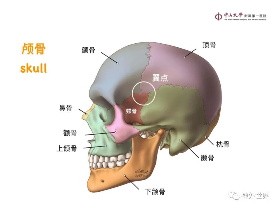太赞了！颅内病变 MR、CT 的阅片技巧