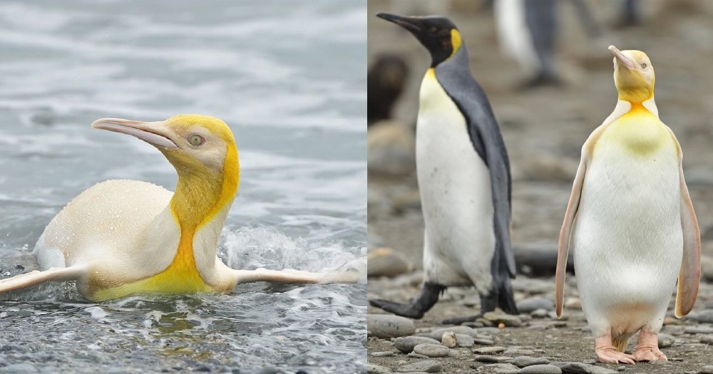 Rare pale yellow king penguin photographed for the first time near Antarctica