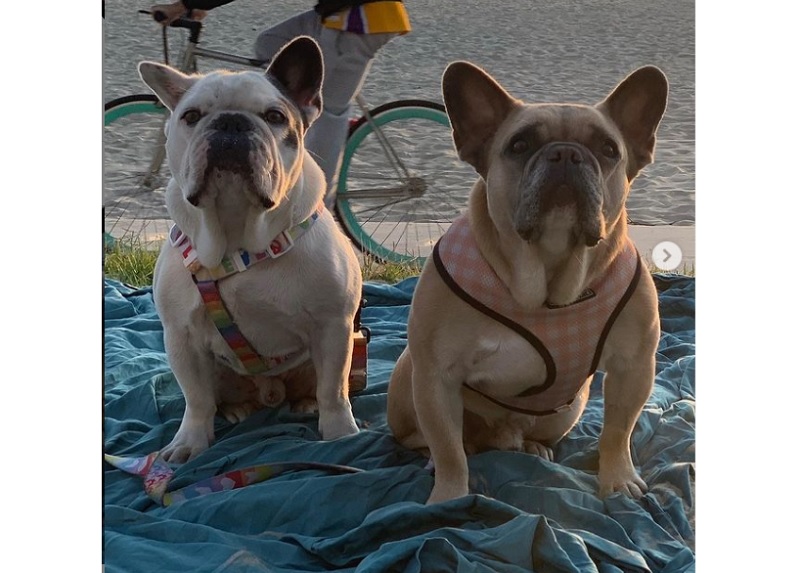 LA police say Lady Gaga’s two abducted bulldogs returned safe