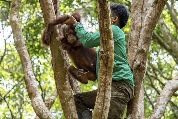 Rescued orangutan treated so badly as illegal pet it developed a fear of heights