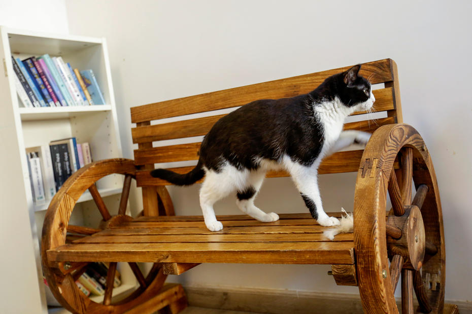 Dubai cat cafe hopes rescues will find purr-fect new homes