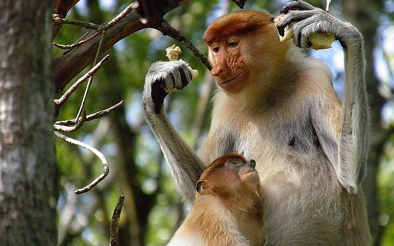 Meet the very ‘human’ proboscis monkeys of Sandakan