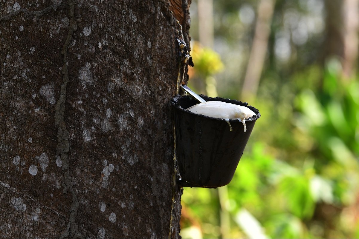 Govt activates rubber production incentive in Sabah, Sarawak