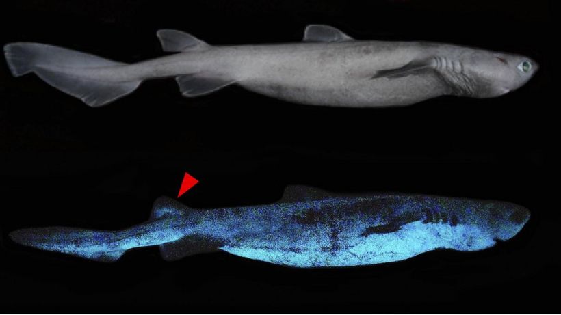 Glow-in-the-dark sharks found off New Zealand coast