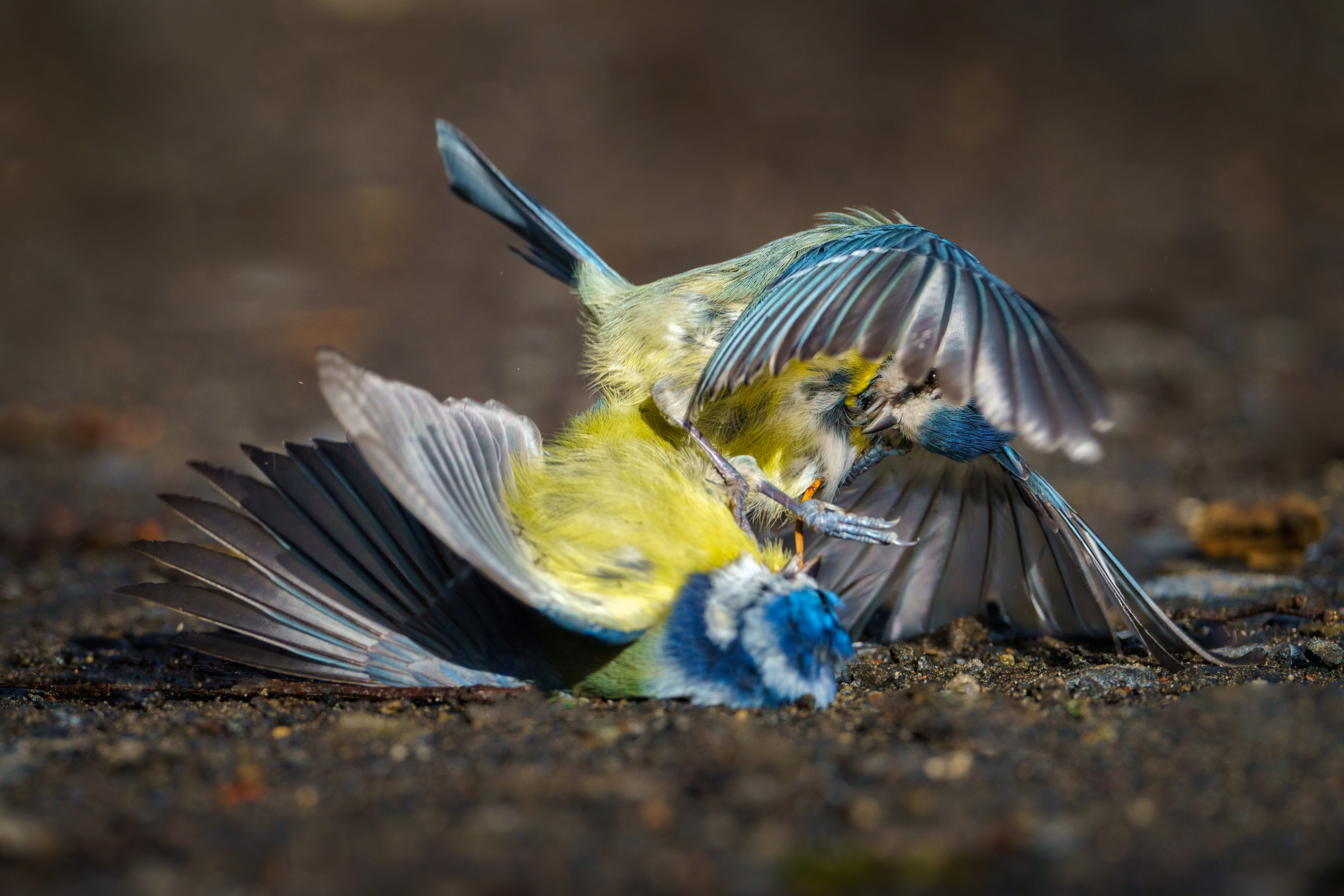 Tit Fight Caught On Camera In Scottish Park
