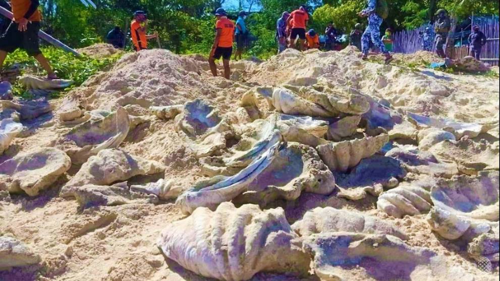 Giant clam shells worth US$3.3 million seized in Philippine raid