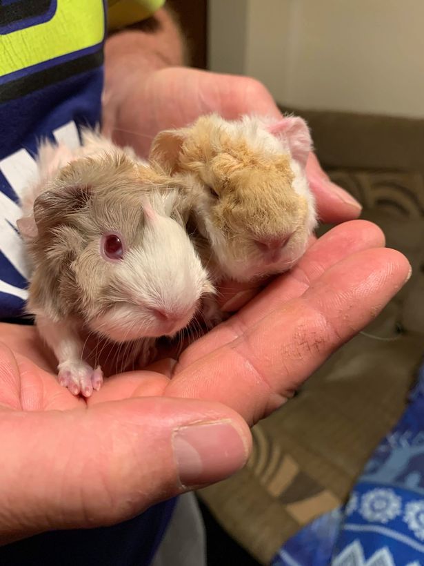 Guinea pig sanctuary could close after Facebook views ‘pig’ chat as police hate