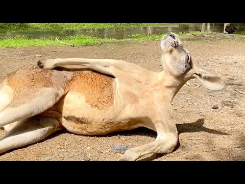 Relaxed Kangaroos Has A Scratch In The Sunshine