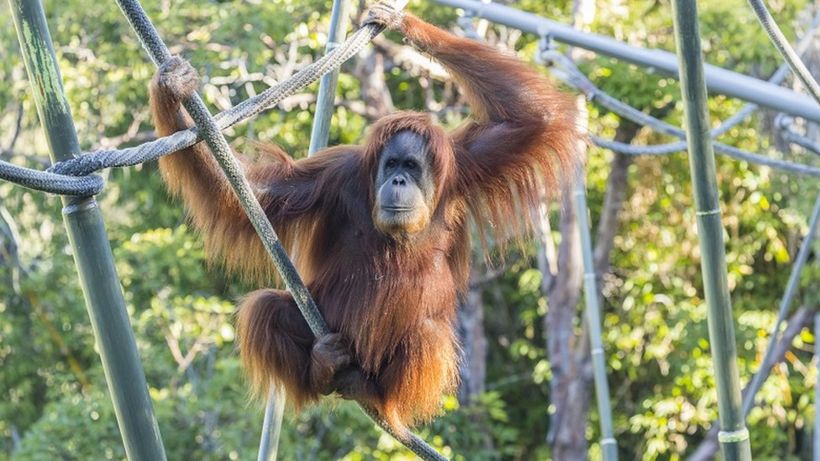 Covid-19: San Diego zoo apes given experimental vaccine