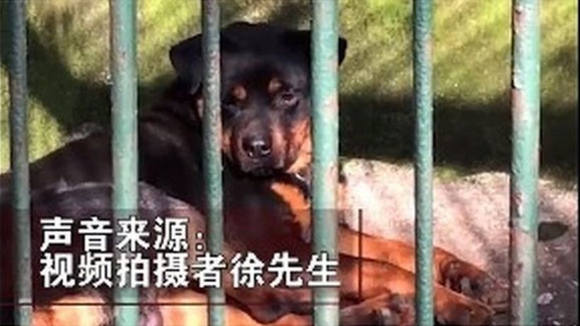 China zoo 'tries to pass dog off as wolf'