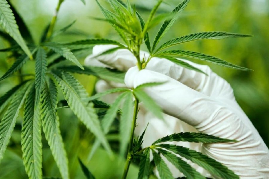 泰国办展会力推大麻价值 