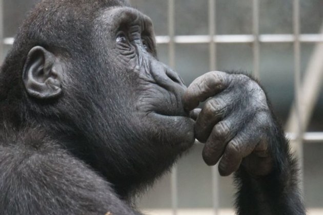 Genetic link between chimpanzee subspecies discovered