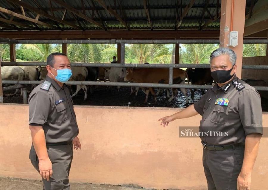 90 per cent of smuggled cattle infected with FMD - Maqis
