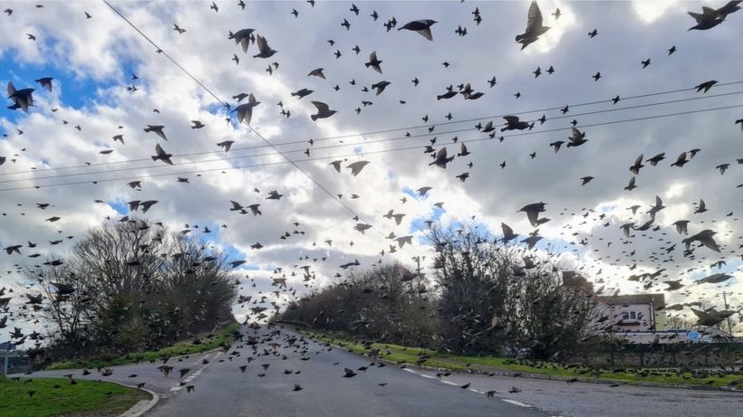 Somerset starlings stop man's car in 'impressive' display