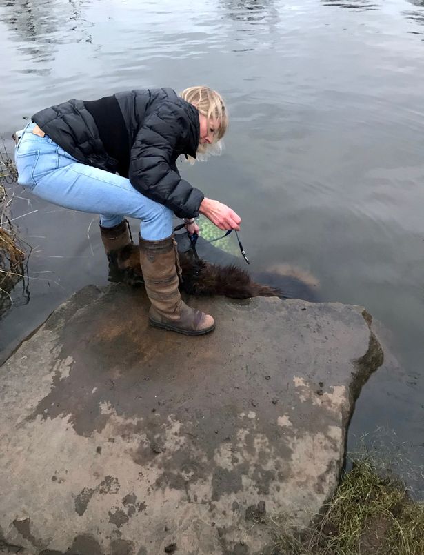 Cruel dog owner who tried to drown pet in river with heavy rock spared jail