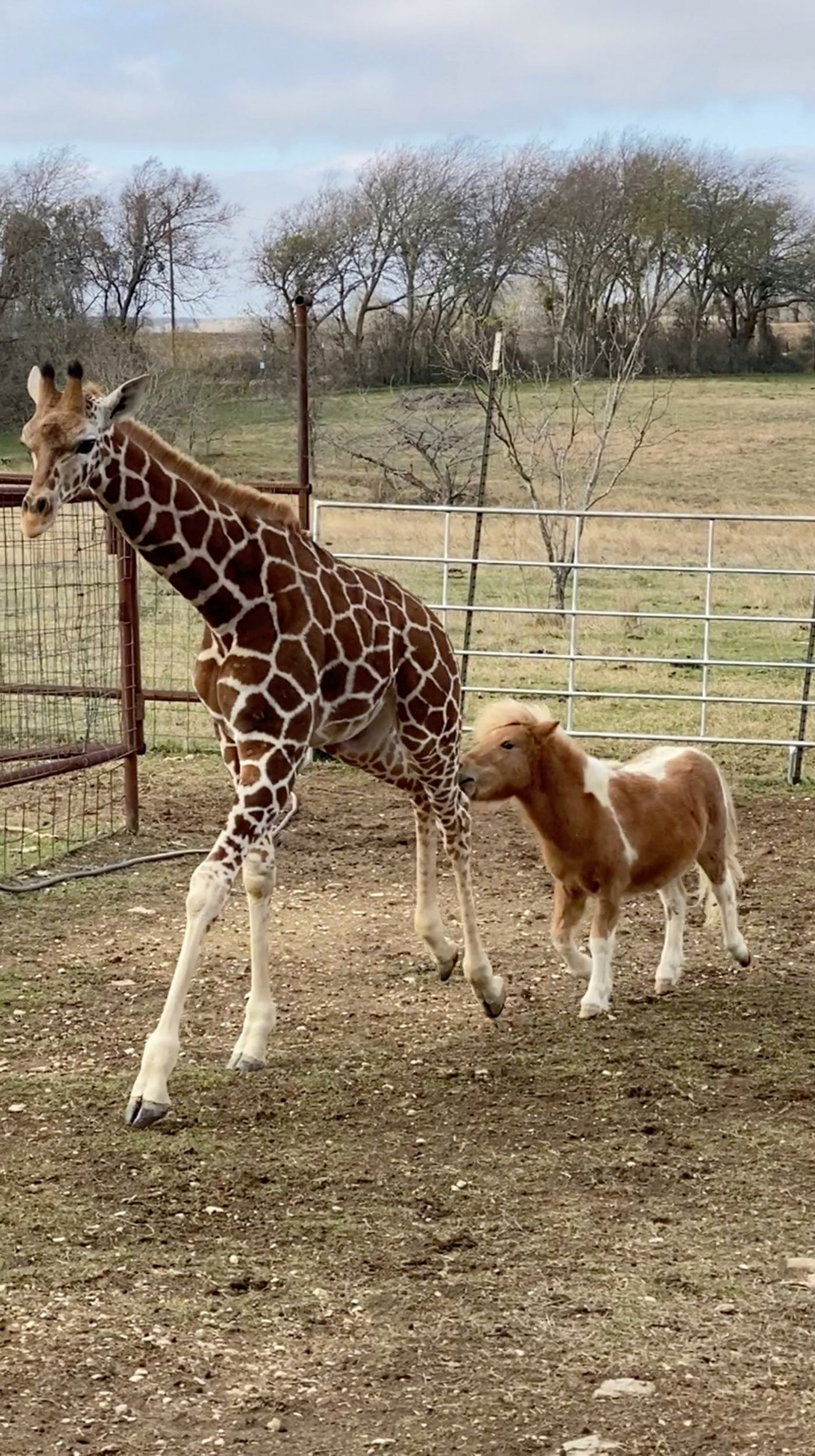 Giraffe and tiny horse become best friends who do everything together