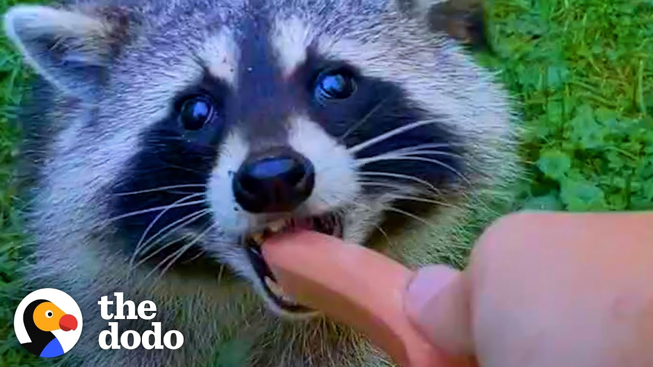 Guy Becomes BFFs with Raccoon and Her Baby | The Dodo Wild Hearts