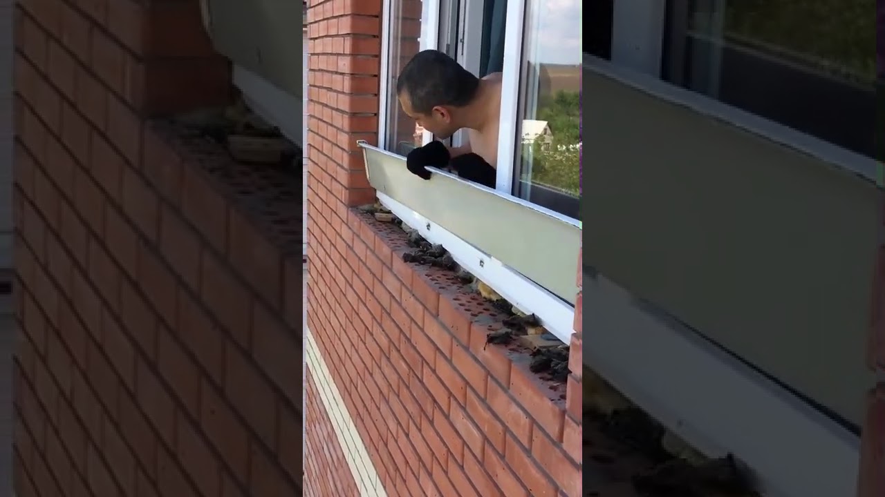 Guy Finds Baby Bats Under His Window