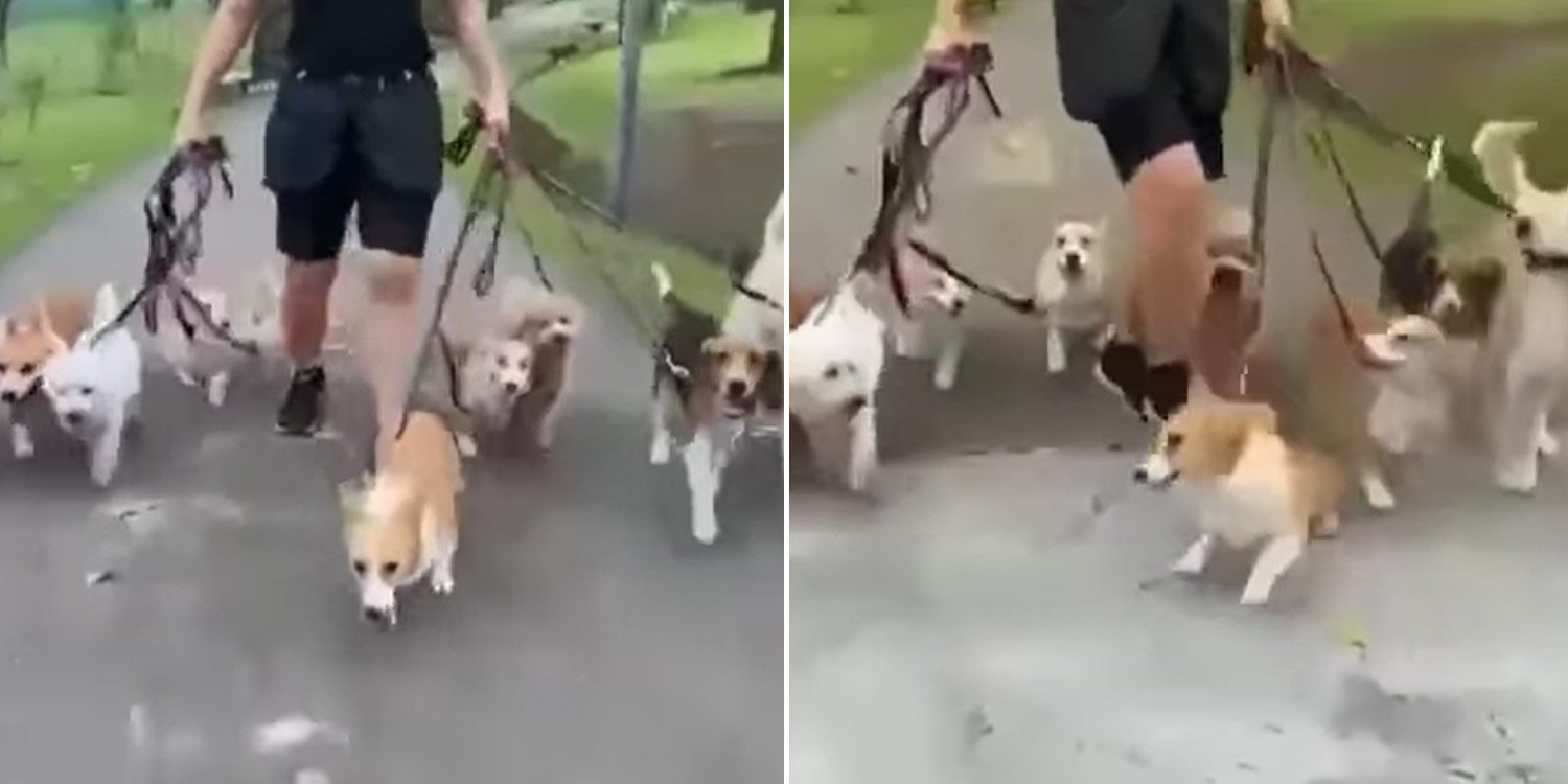 S’pore dog trainer ‘kicks’ Corgi’s backside in viral video, avs investigating