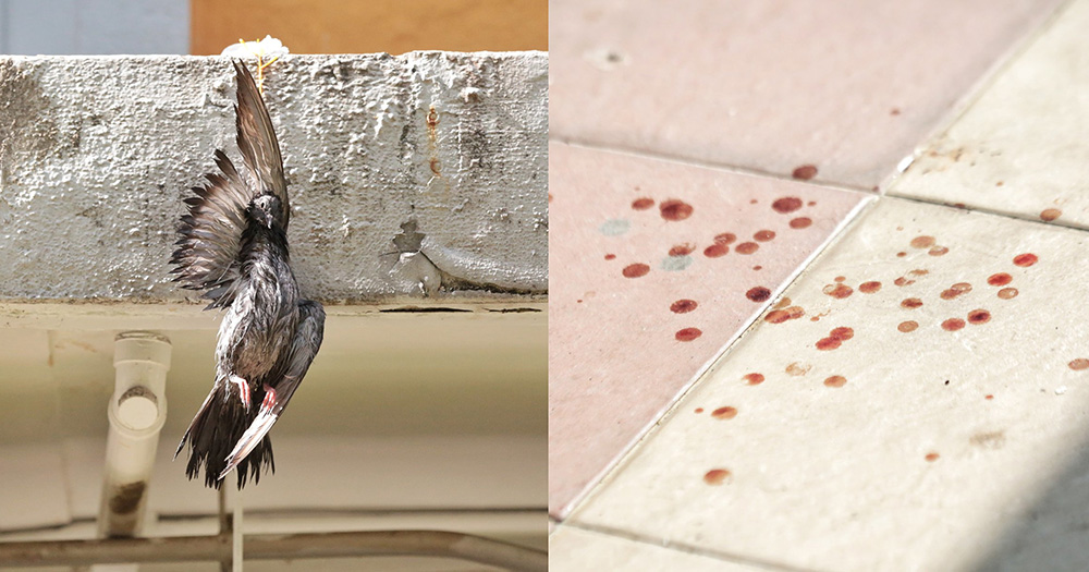 Dead pigeon found suspended by the neck from HDB ledge in Bukit Merah