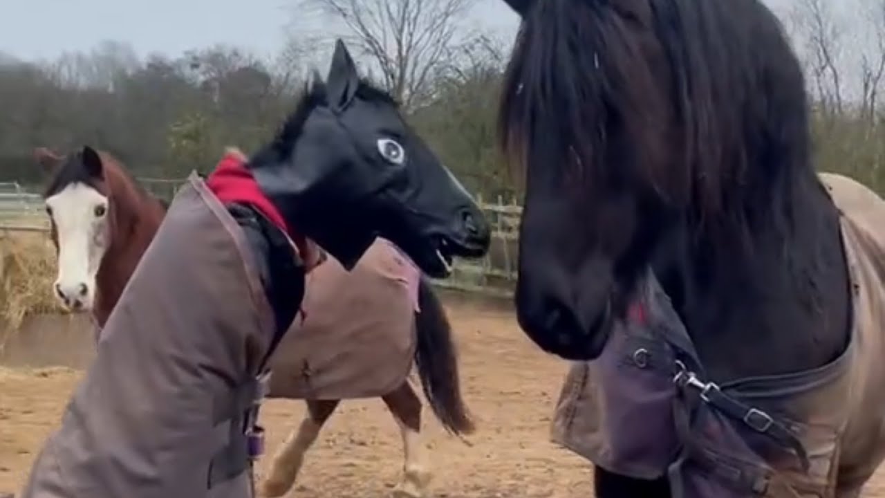 People Dress Up As Horses And Interact With Them At The Farm