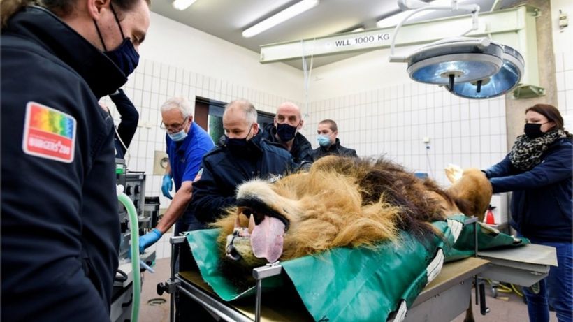 Thor the lion has a vasectomy in Dutch zoo