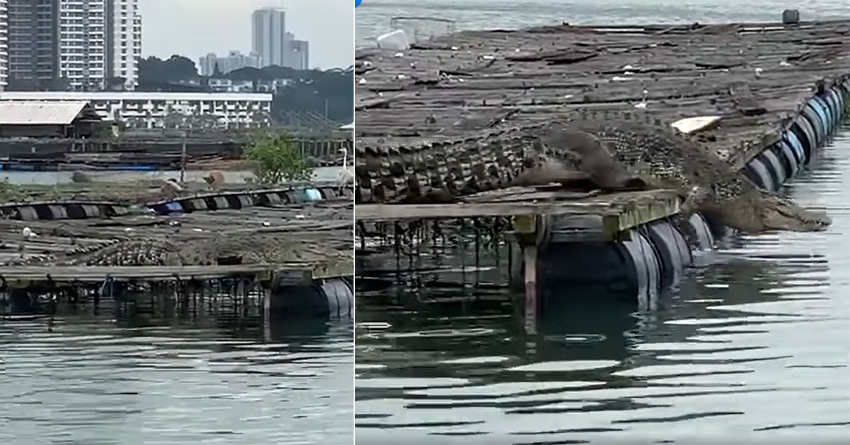 Massive crocodile seen in waters off Lim Chu Kang jetty