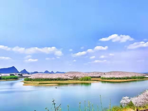 今日贵安“樱花园”预约已满！园区：要预约，建议错峰出行