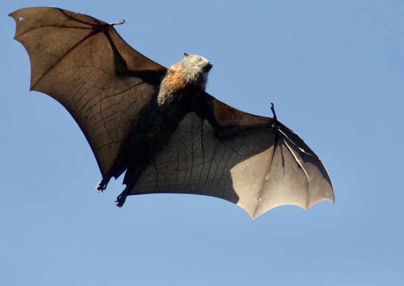 China research team finds 24 new bat coronaviruses within 2km radius