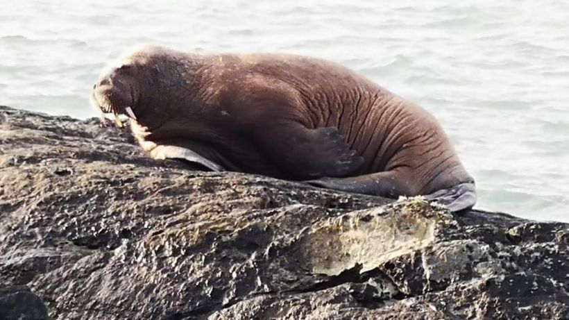 Arctic walrus off Ireland's coast proves a rare sighting