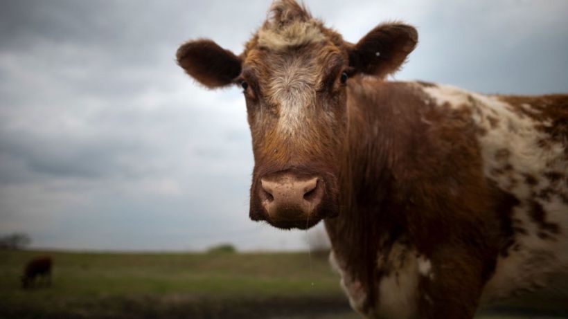 Nebraska declares pro-meat day to rival Colorado's meatless day