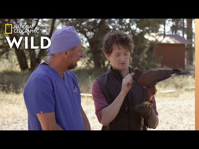 Falcons Go to the Vet | The Wild Life of Dr. Ole